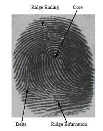Fingerprint Diagram