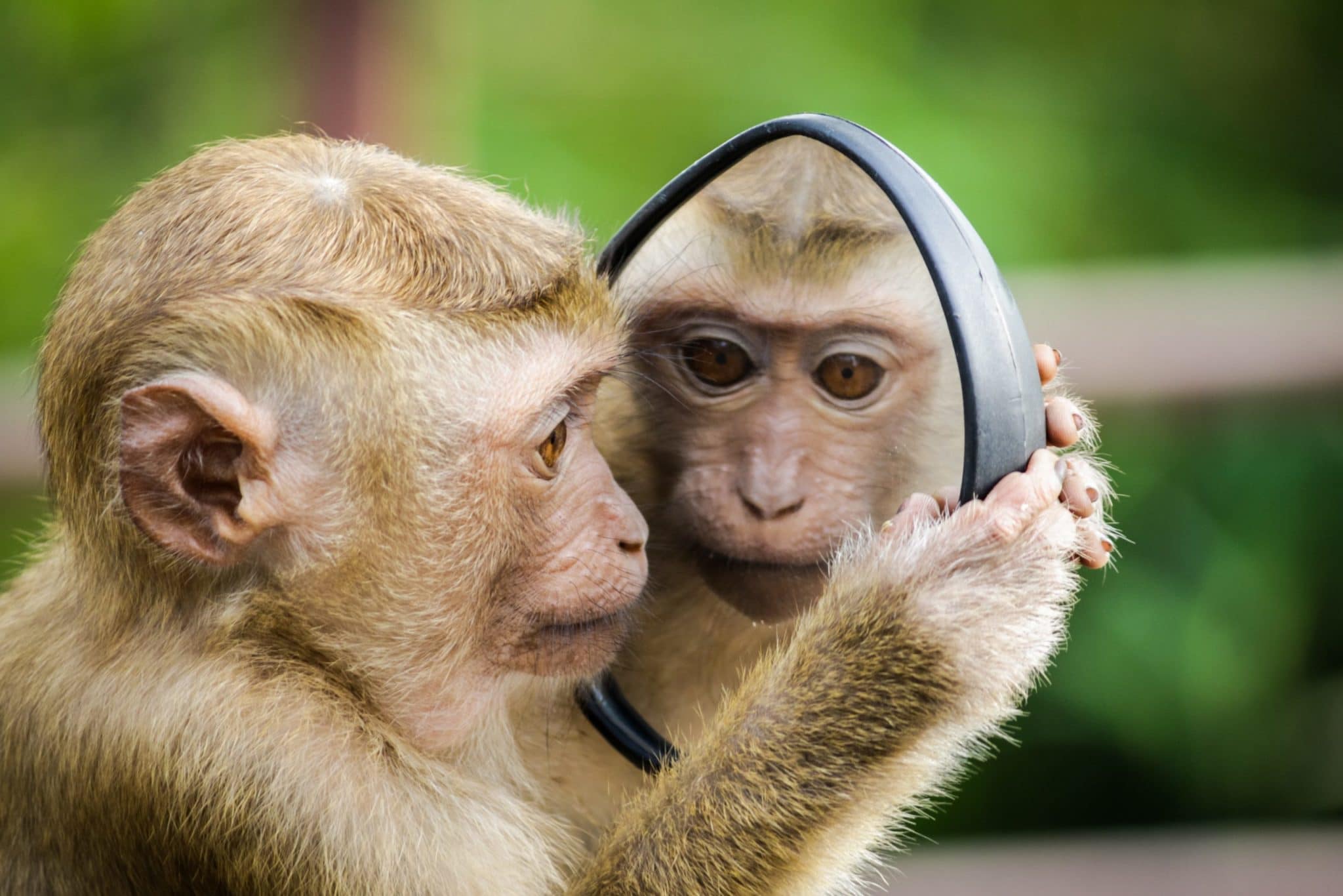Monkey looking into mirror seeing reflection